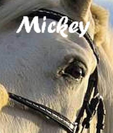 Anden særlig race Mickey  - Foto lavet af Anne Stougaard .. Mange tak.  billede 7