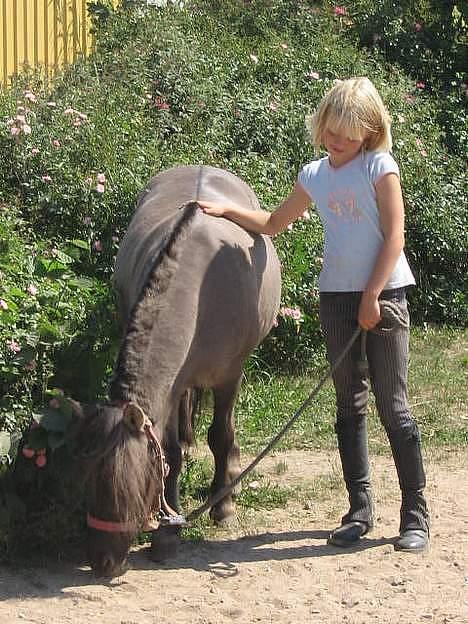 Shetlænder Bison - Bison græsser i sommerferien 2006. Det er CC der har taget billedet..Hun er god billede 1