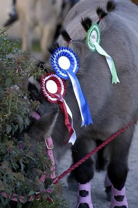 Shetlænder Bison - Bison er præmiepony billede 2