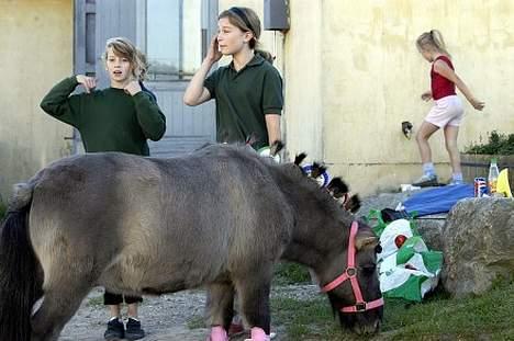 Shetlænder Bison - Bison venter på at udele præmier billede 4