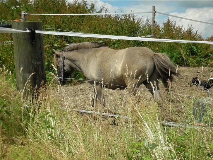 Shetlænder Bison - Bison i boksen billede 6