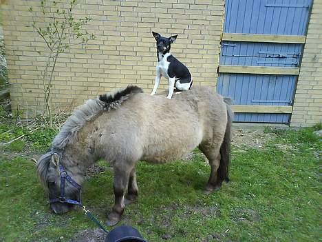 Shetlænder Bison - Jeg har lært min hund at ridde på Bison i skridt og når han står stille:) Han er bare dygtig billede 7