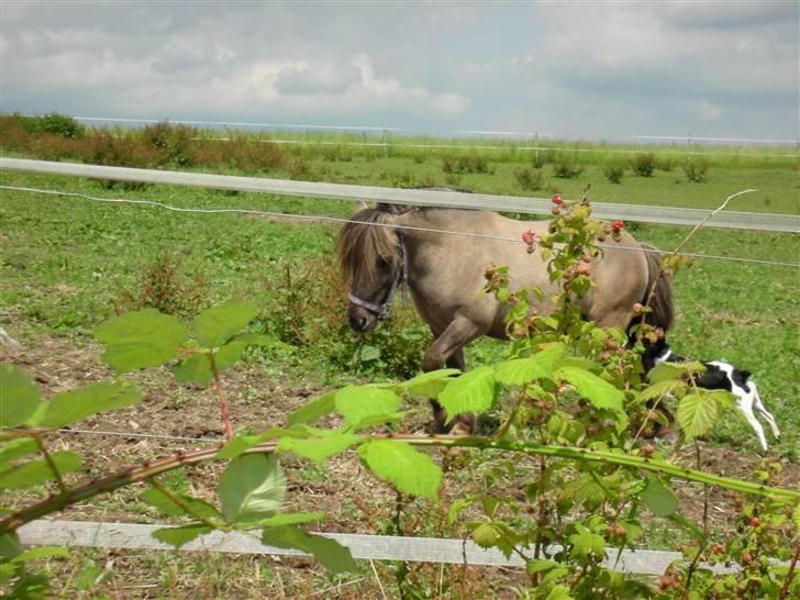 Shetlænder Bison - Bison leger med Zevilla billede 8