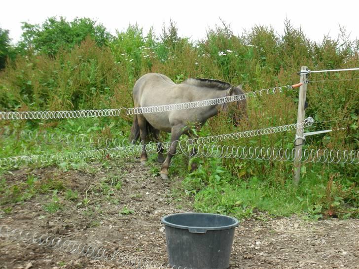 Shetlænder Bison - Bison igen:) billede 9