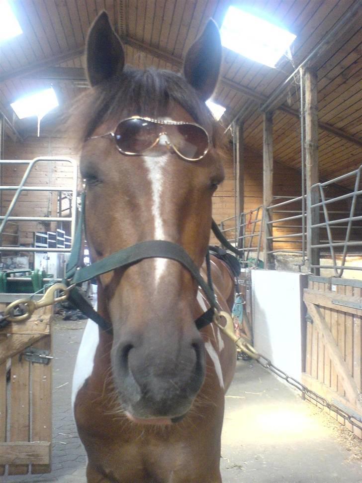 Pinto ferdinand SOLGT :)  - min karl smart. billede 10