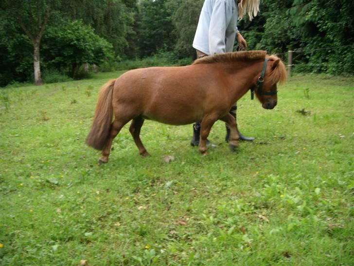 Miniature Bella *SOLGT - D. 1 Juli 07. Jeg går med Bella. :D billede 12