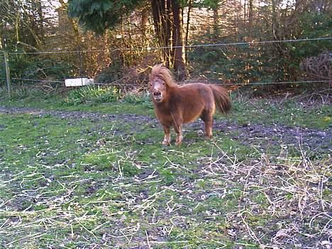 Miniature Bella *SOLGT -  8. April 2007 billede 13