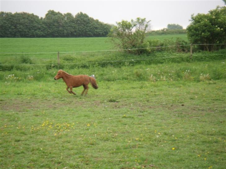 Miniature Bella *SOLGT - Nyt. 8. April 2007 billede 14