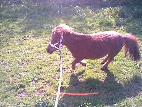 Miniature Bella *SOLGT - Galop. :D  d. 18. Maj billede 15