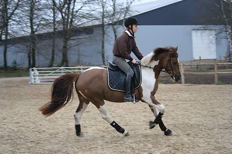 Pinto ferdinand SOLGT :)  - taqet af janni . billede 14