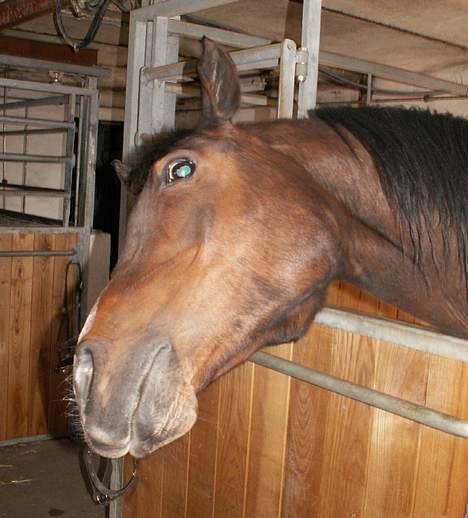 Arabisk fuldblod (OX) cesanta billede 10