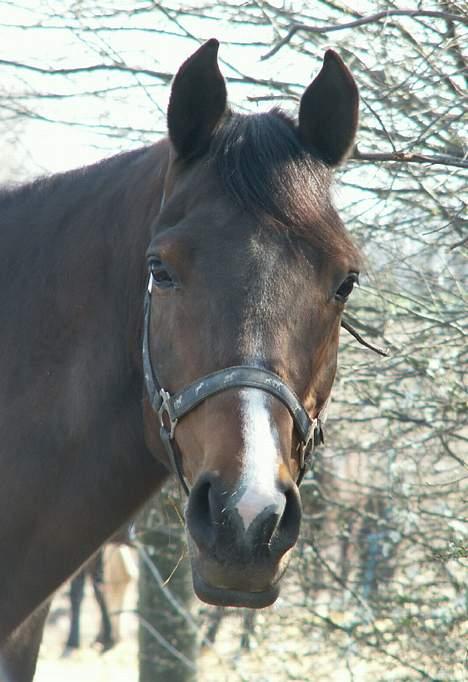 Arabisk fuldblod (OX) cesanta billede 11