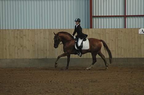 Frederiksborg Sacco Sæbyhøj (Gam. part) billede 12