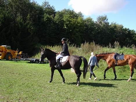 Dansk Varmblod Moonlight - stævne i hiri billede 9
