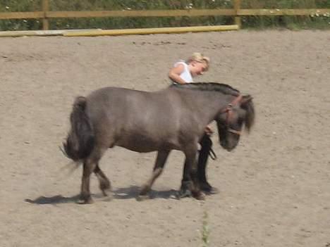 Shetlænder Bison - Jeg vil græsse, græsse , græsse..!!! billede 13