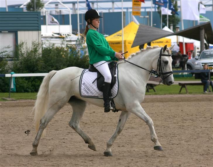 Connemara Nørlunds Penny Lane  - dressukonkurrence til landsskue, nr 2..Billedet er taget af Cabana Foto  (www.cabana-foto.dk) billede 14