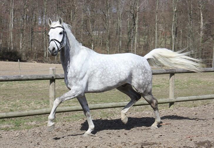 Arabisk fuldblod (OX) El Dominus billede 16