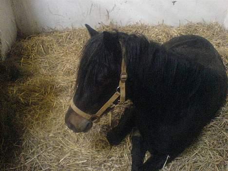 Connemara Nørlunds Falcon <33 ©® - Baby Mummi ligger ned i sin boks...<33 Foto: Allimac<33 ©® billede 17