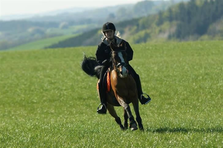Hollandsk Sportspony Candy  - fuld gallop! d. 24 april 09  billede 5