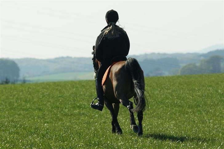 Hollandsk Sportspony Candy  - smukke dig. billede 6