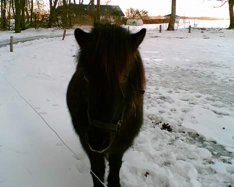 Islænder Blökk fra Højen - Bette Blökk i sneen ;)     billede 12