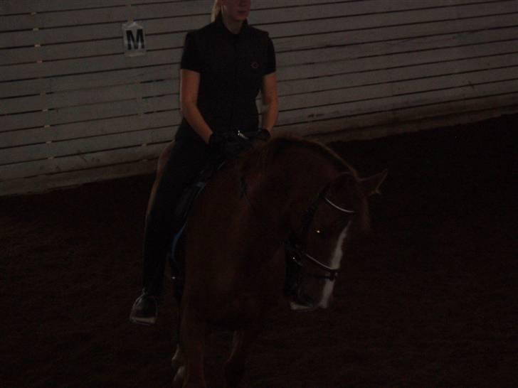 Dansk Varmblod Delacy Harkjær DH - Det blev lidt mørkt billede 20