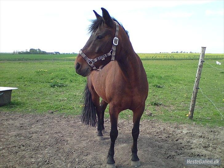 Anden særlig race Luna billede 4