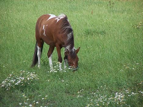 Anden særlig race Ronja *solgt* - Et billede at Ronja fra i sommers. Hun er rigtig glad :D billede 1