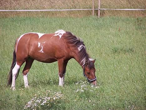 Anden særlig race Ronja *solgt* - Et rigtig somemr billede. Ronja går og er godt tilfreds billede 3