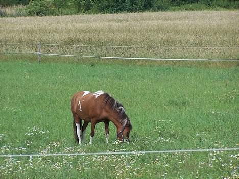 Anden særlig race Ronja *solgt* - Hun går glad, og hygger sig med Romeo billede 4