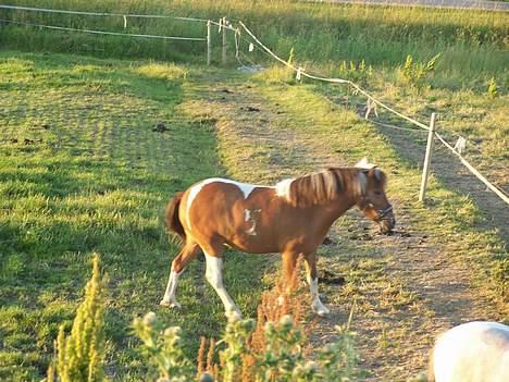 Anden særlig race Ronja *solgt* - Et sommer billede fra 2005, der var Ronja 3 år billede 5