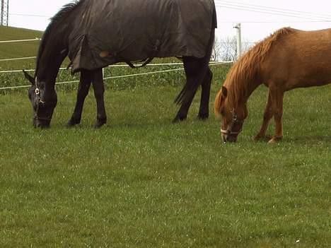 Anden særlig race Cosmo SOLGT billede 5