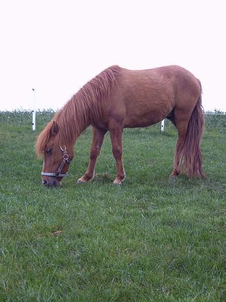 Anden særlig race Cosmo SOLGT billede 6