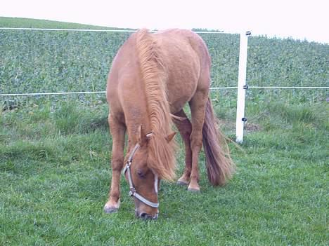 Anden særlig race Cosmo SOLGT billede 7