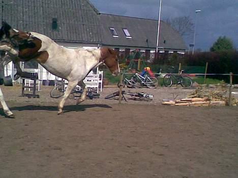 Pinto charmoon<3 solgt :( - hold da op sharmoon ! nu bliver der os bukket vildt!  billede 11