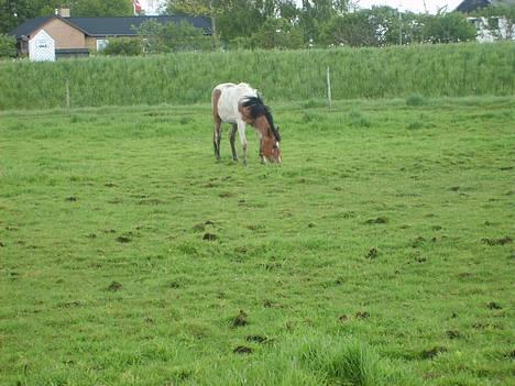 Pinto shades of desire SOLGT billede 8