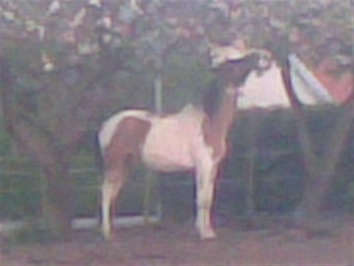 Pinto shades of desire SOLGT - her kommer shades i fuld fart ..! billede 9