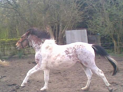 Pinto shades of desire SOLGT - wee...! der er fart på nu da!! pas på du ik vælter.! billede 10