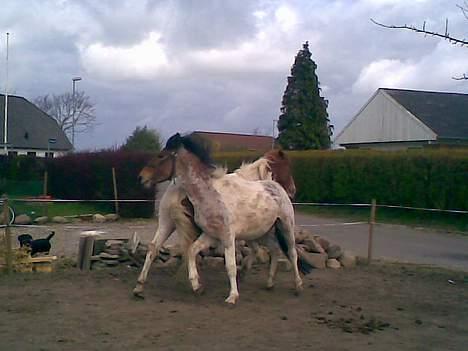 Pinto shades of desire SOLGT - så bliver der leget..! billede 11