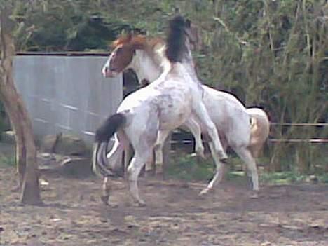 Pinto shades of desire SOLGT - jaja ! der bliver leget vildt rundt..! billede 12