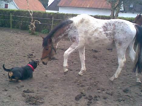 Pinto shades of desire SOLGT - haha shades og molly..! hvad sker der her..!" billede 13