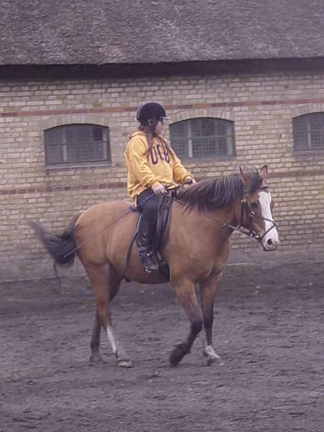 Anden særlig race samson - winnie får undervisning på samson billede 10