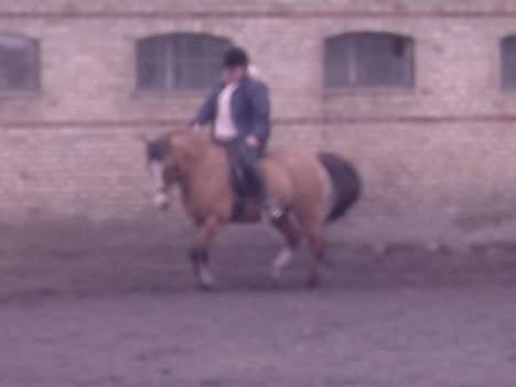 Anden særlig race samson - samson med sin forhenværende ejer kristina billede 11