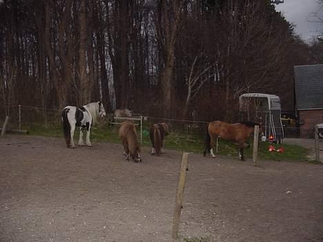 Anden særlig race samson - Tonga Boy Viktor og Samson klar til at komme ind. billede 15
