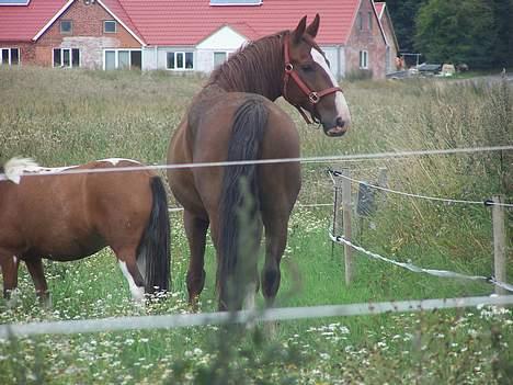 Gelderland Romeo - Her er Romeo igen, min dejlige hest billede 11