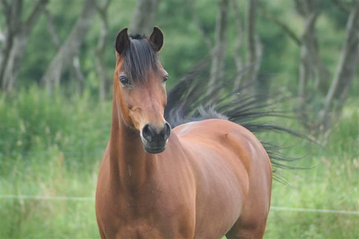 Anden særlig race | Sheika Bahia 'SOLGT :'( - Er Hun Ikk Smuuk ? (:  {Foto: Marianne S.} billede 15