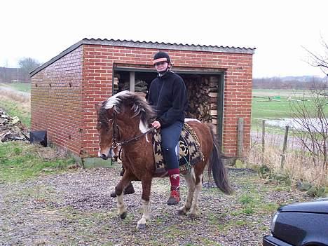 Anden særlig race Ronja *solgt* - Min ældste datter, Kirstine tager sig en tur på Ronja, i western saddel, fra efteråret 2006 billede 7