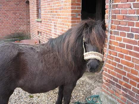 Shetlænder Mille    ~Solgt :'(~ - Mille der er blevet striglet :]   Maj 07 billede 4