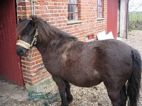 Shetlænder Mille    ~Solgt :'(~ - Maj 07 billede 5