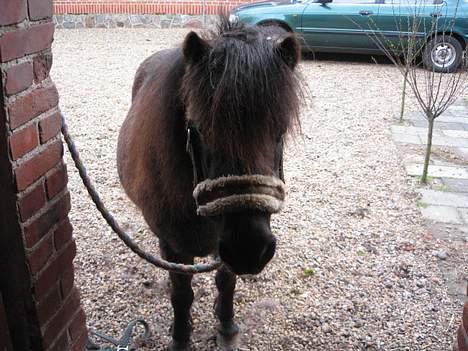 Shetlænder Mille    ~Solgt :'(~ - Maj 07 billede 6